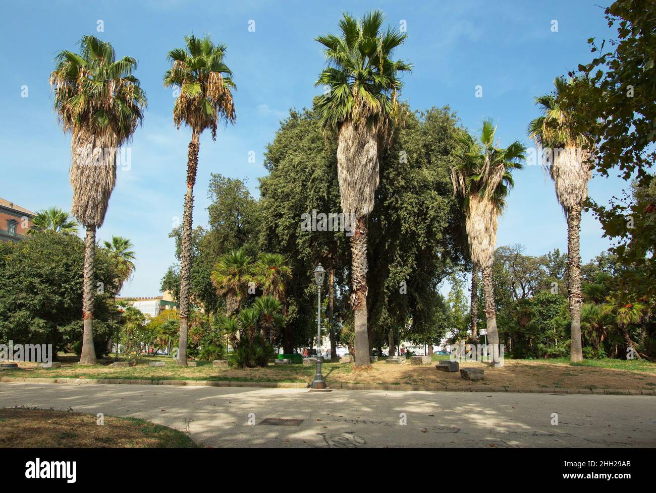 Palm trees in Naples,Italy,Europe Stock Photo Alamy
