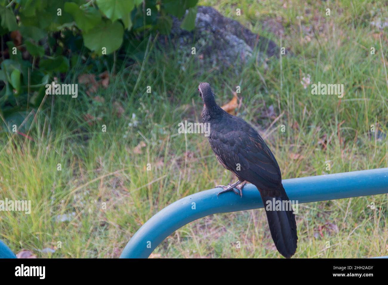 bird known as jacu, outdoors in Rio de Janeiro. Stock Photo