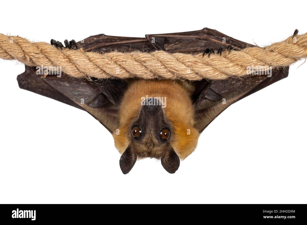 Young adult flying fox, fruit bat aka Megabat, hanging on sisal rope with wings folded. Looking straight into camera. Isolated on white background. Stock Photo