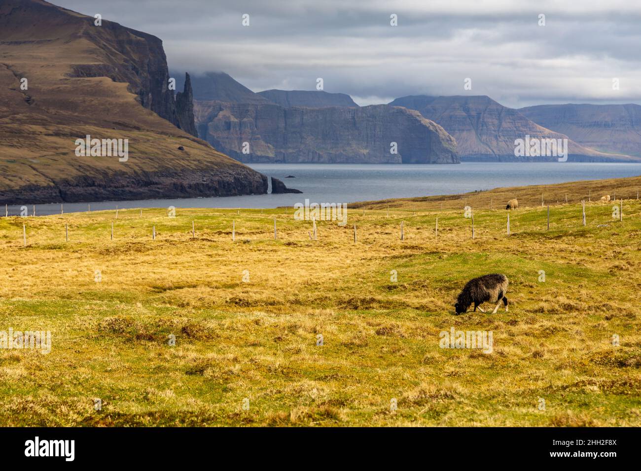 Witch Finger rock formation on Vagar island. Sheep in the pasture, Faroe Islands. Stock Photo