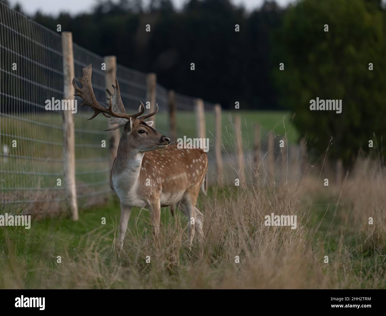 Eurasian dam deer with branched palmate antlers, with white-spotted reddish-brown coat Stock Photo