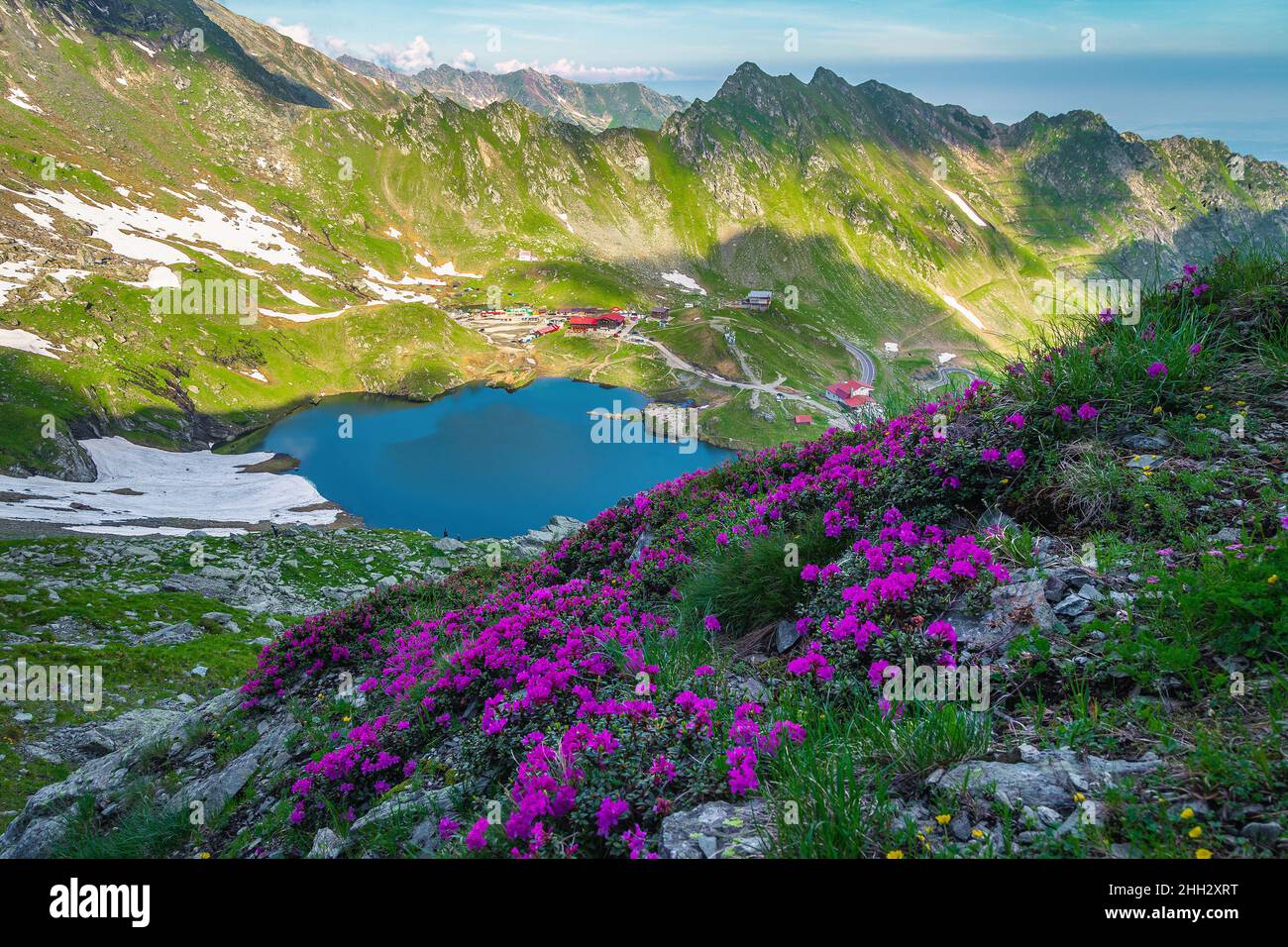 Beautiful summer nature landscape, fresh colorful pink rhododendron flowers on the mountain slopes and Balea lake in background, Fagaras mountains, Ca Stock Photo