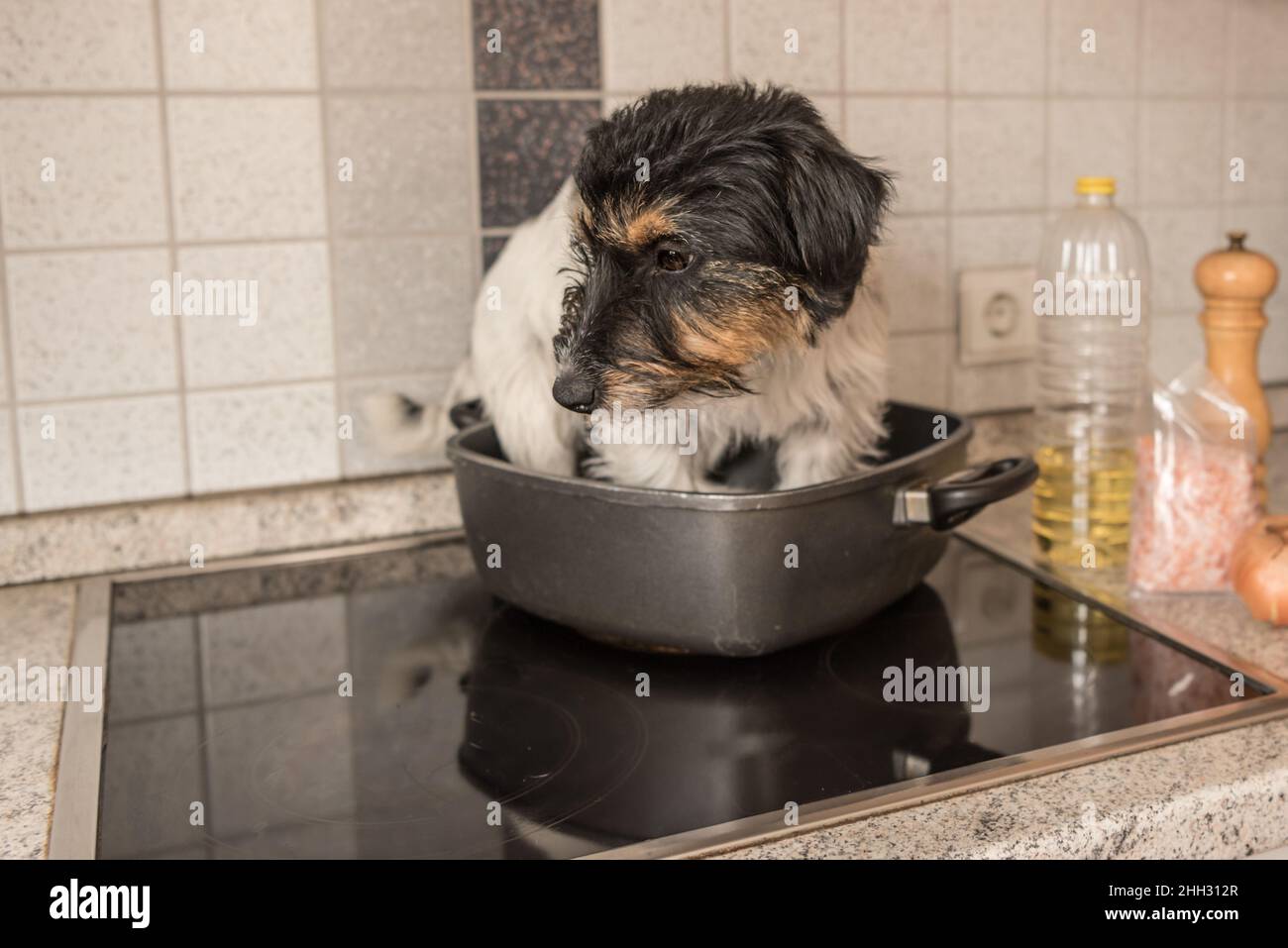 Little Cheeky cute Jack Russell terrier dog sits in a frying pan. A hot dog so to speak. Stock Photo