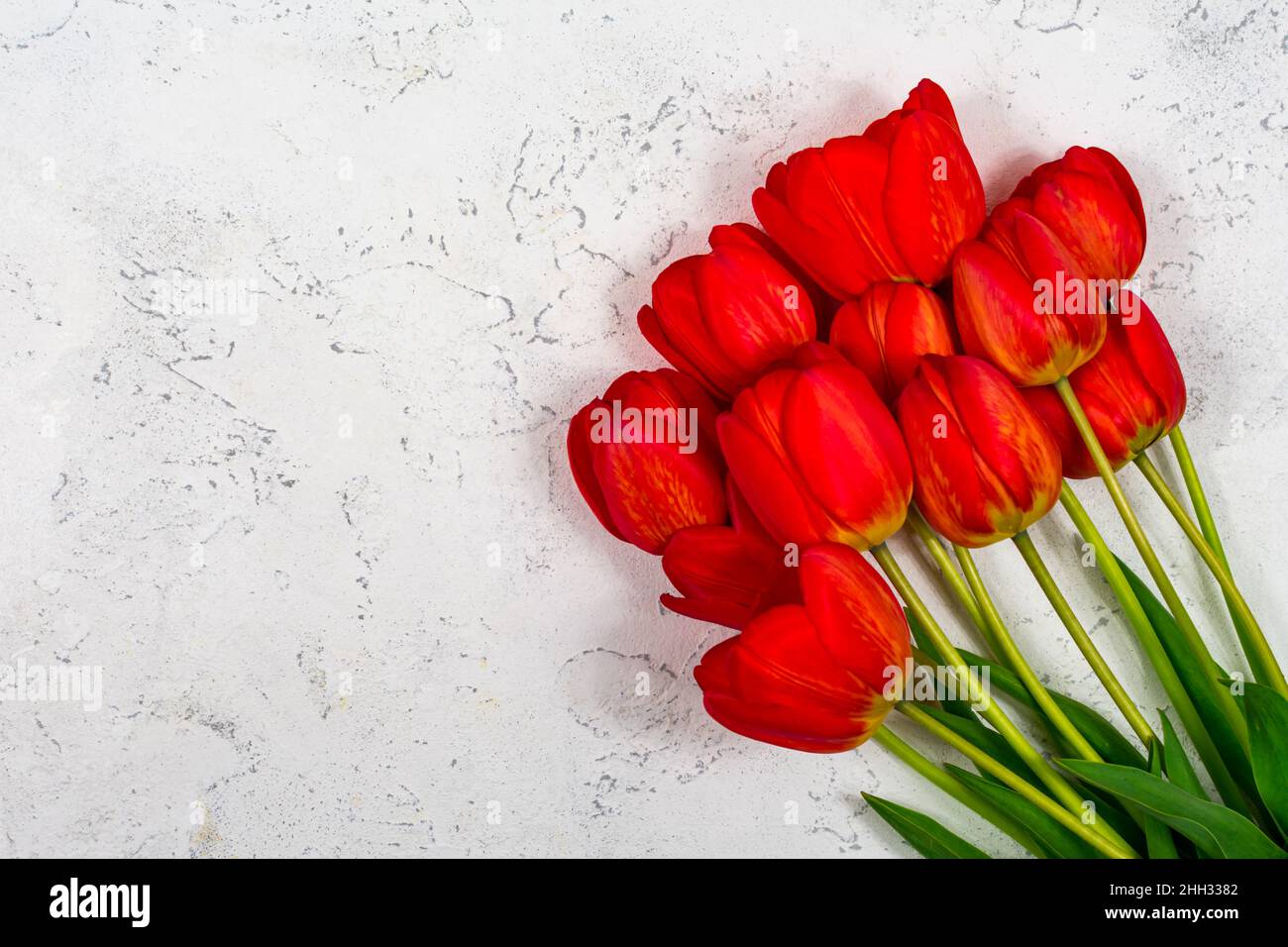 Red tulips on a white concrete background. Place for an inscription. The basis for the postcard. View from above. Stock Photo