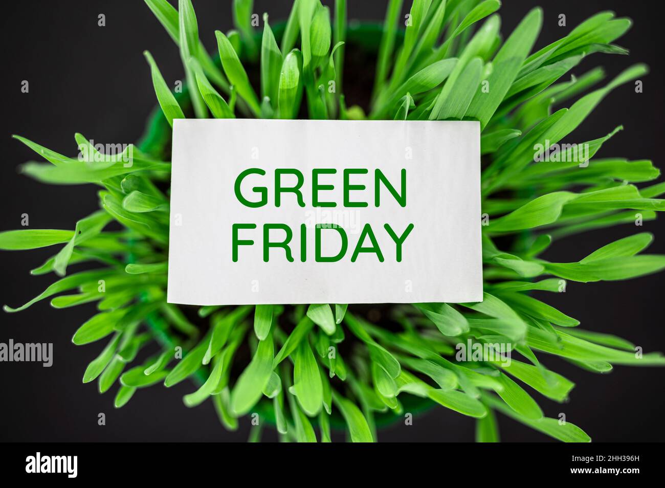 Top view of green grass with text green Friday. Eco, ecology concept. Stock Photo