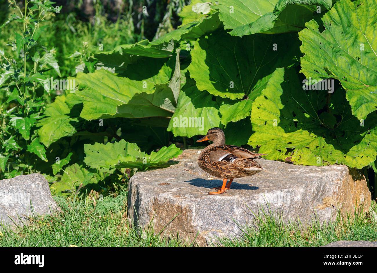 Brown mallard duck standing on a rock in a park. Wild bird. Stock Photo