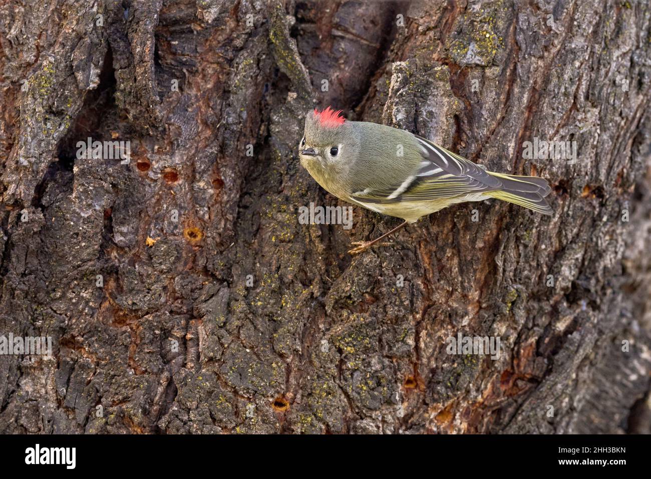 Red ruby crowned kinglet hires stock photography and images Alamy