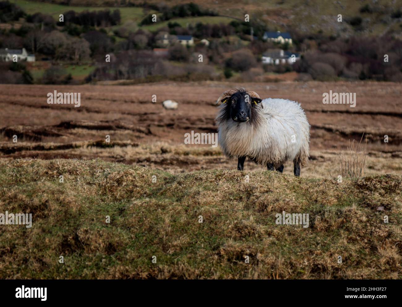 An Irish mountain sheep on the peatlands of north west Ireland Stock Photo