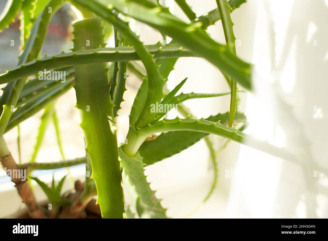 Close up a aloe vera plant. Room plants Stock Photo Alamy