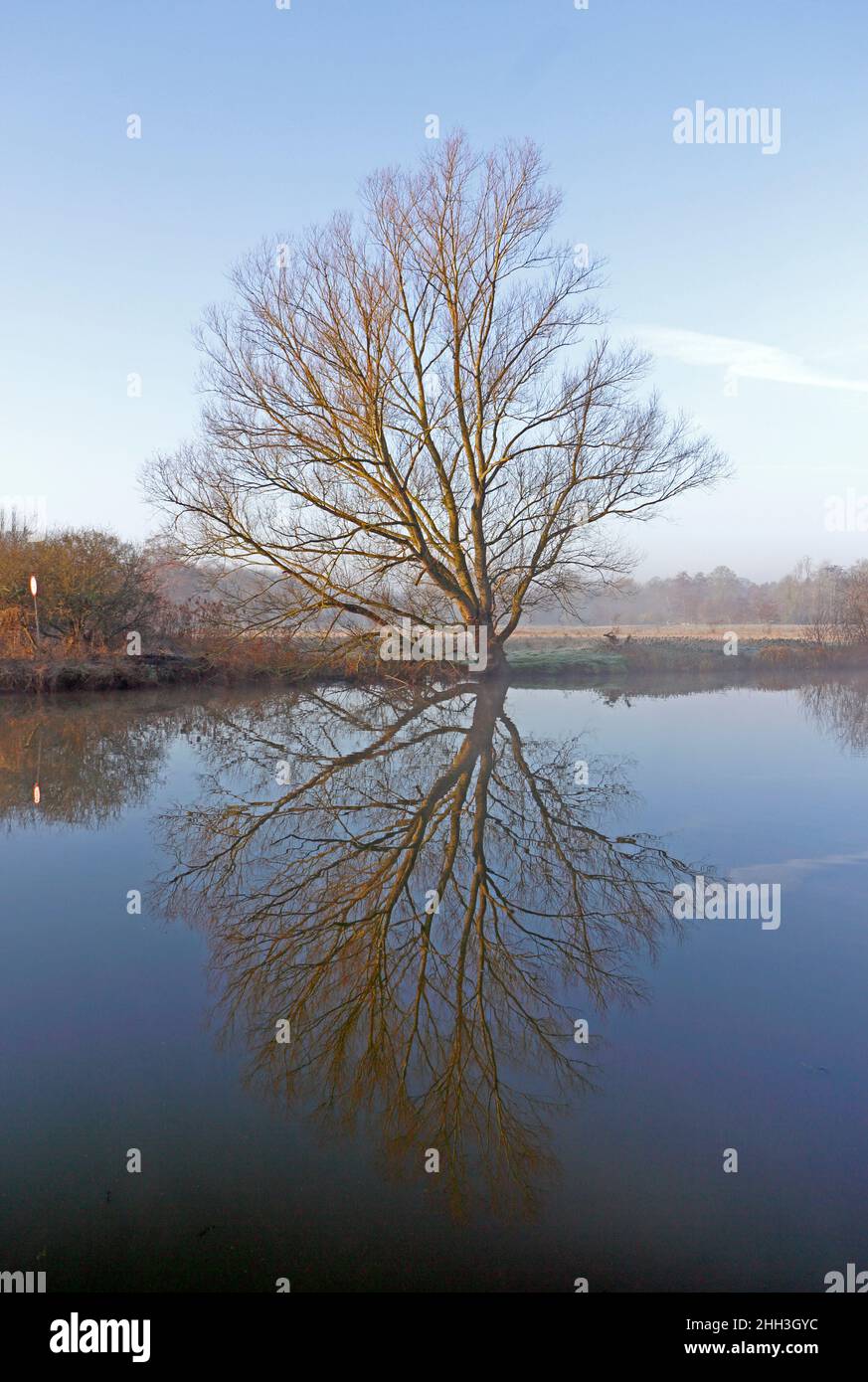 A frosty morning in winter by the River Bure with a Willow tree and reflection at Coltishall Common, Coltishall, Norfolk, England, United Kingdom. Stock Photo