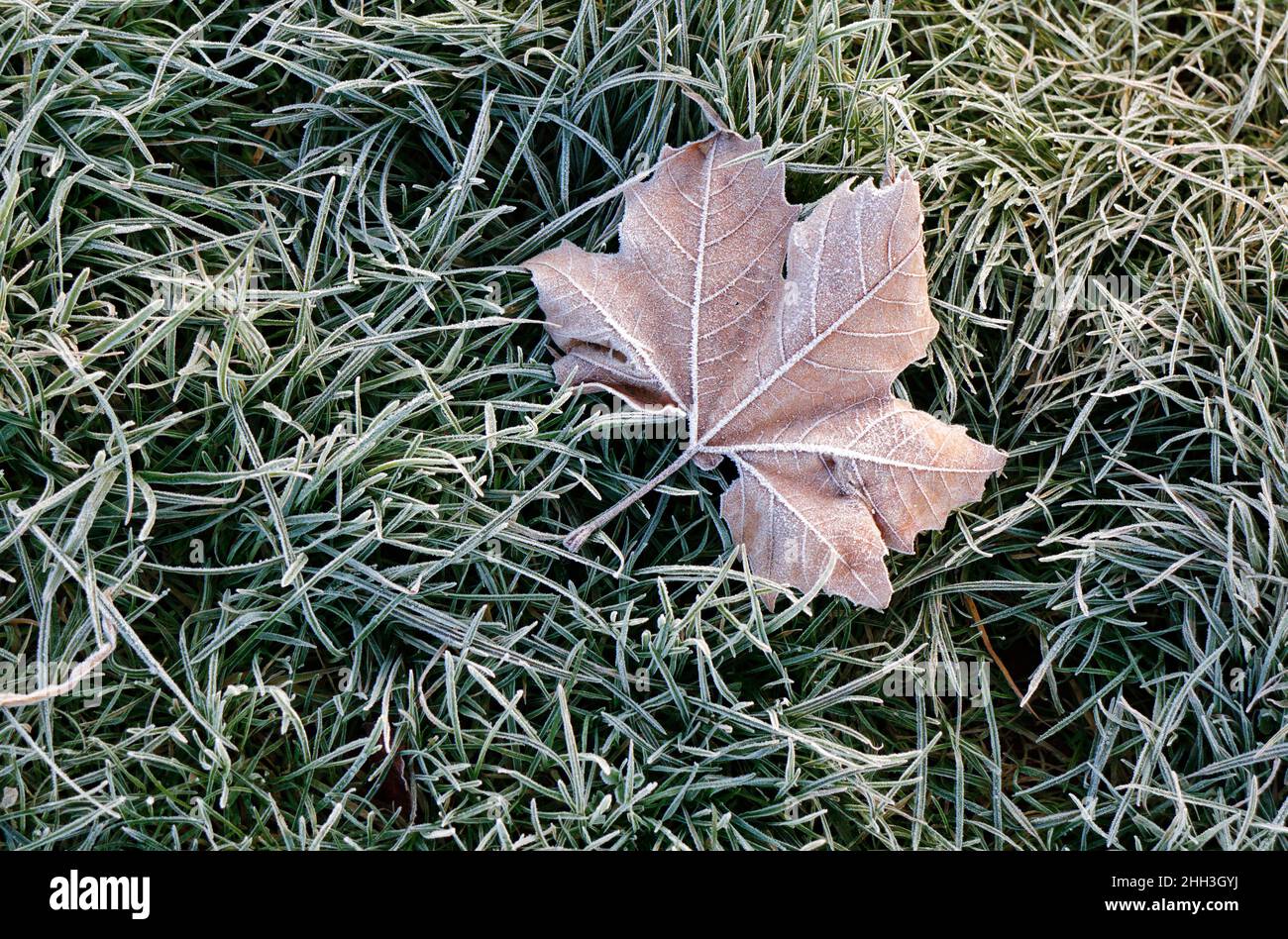 A solitary frost covered leaf on a bed of frosty grass on a winter morning at Coltishall Common, Coltishall, Norfolk, England, United Kingdom. Stock Photo