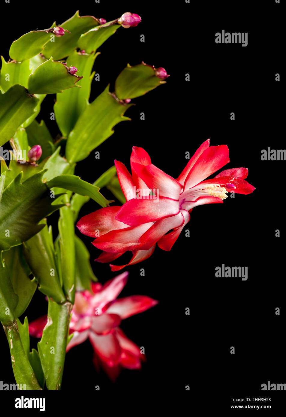 Close-up view of a Christmas cactus (lat: Schlumbergera) flower isolated on black at F11 aperture. Stock Photo