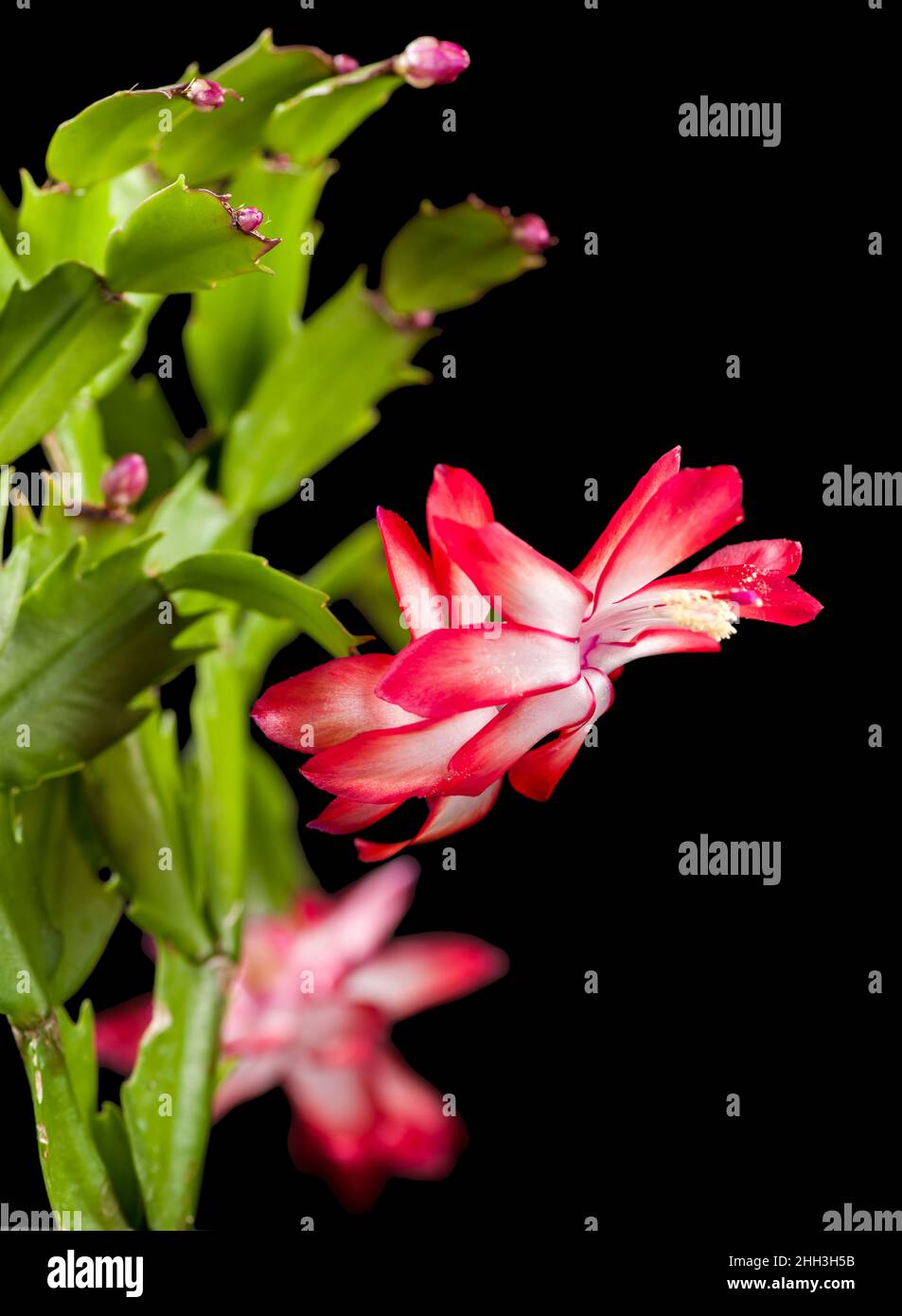 Close-up view of a Christmas cactus (lat: Schlumbergera) flower isolated on black at F5.6 aperture. Stock Photo