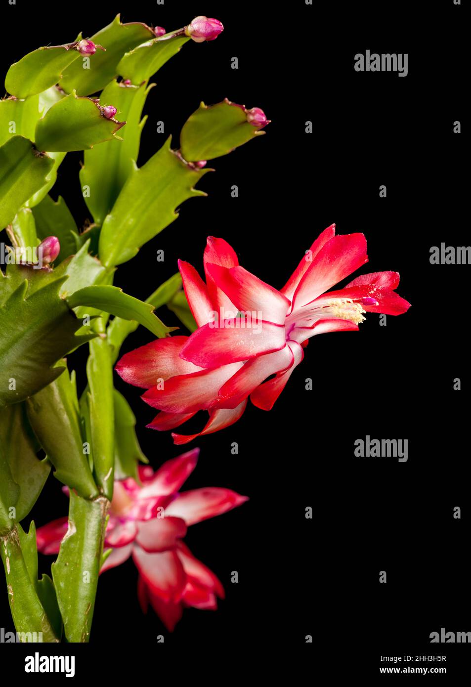Vertical closeup of a Christmas cactus (lat: Schlumbergera) flower isolated on black at F16 aperture. Stock Photo