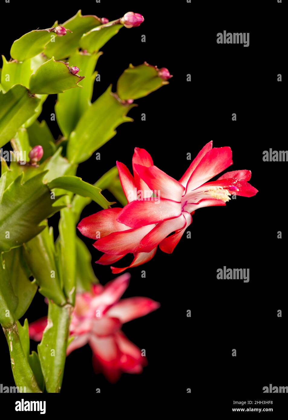 Close-up view of a Christmas cactus (lat: Schlumbergera) flower isolated on black at F8 aperture. Stock Photo