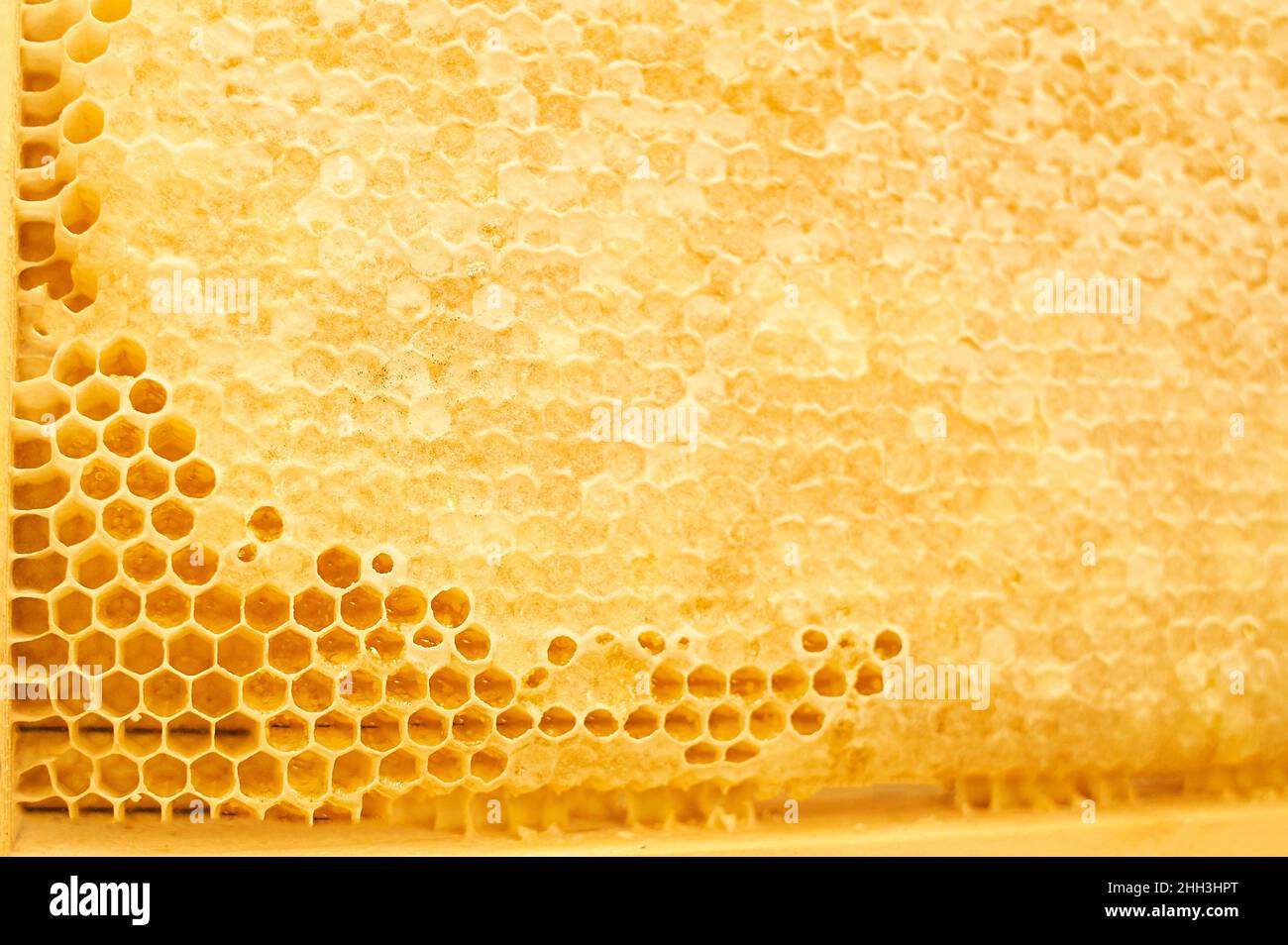 Hive Texture Hive. Beekeeping concept. Background texture of a section of wax ...