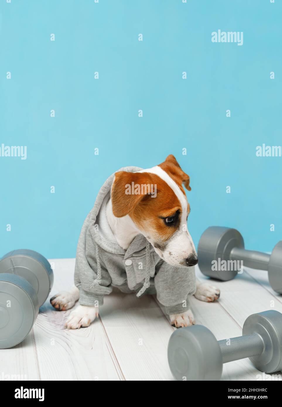 Sad puppy with sports equipment. Sport, fitness, bodybuilding concept. Stock Photo