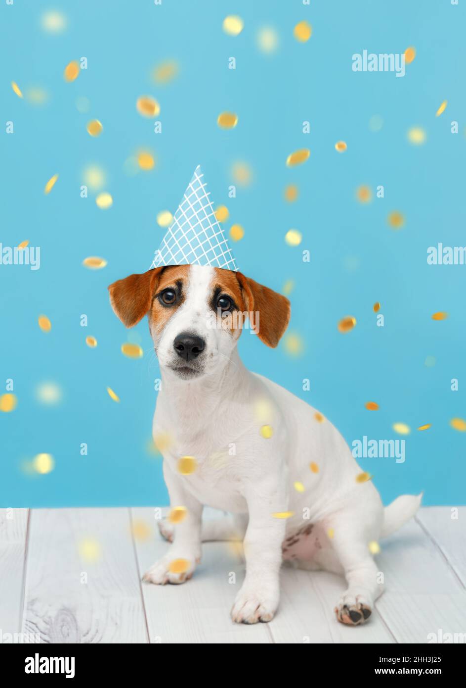 Puppy dog in party hat with celebrating birthday on vertical banner ...