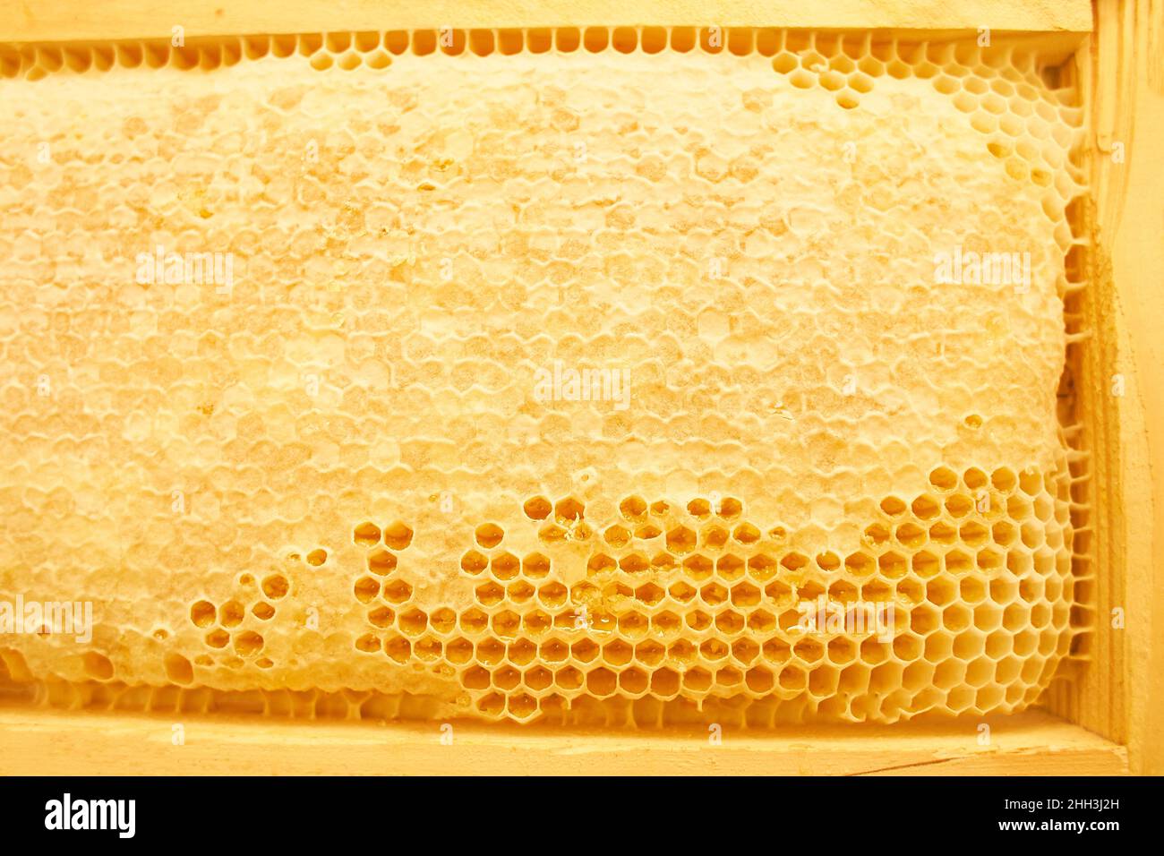 Hive Texture Hive. Beekeeping concept. Background texture of a section of wax ...