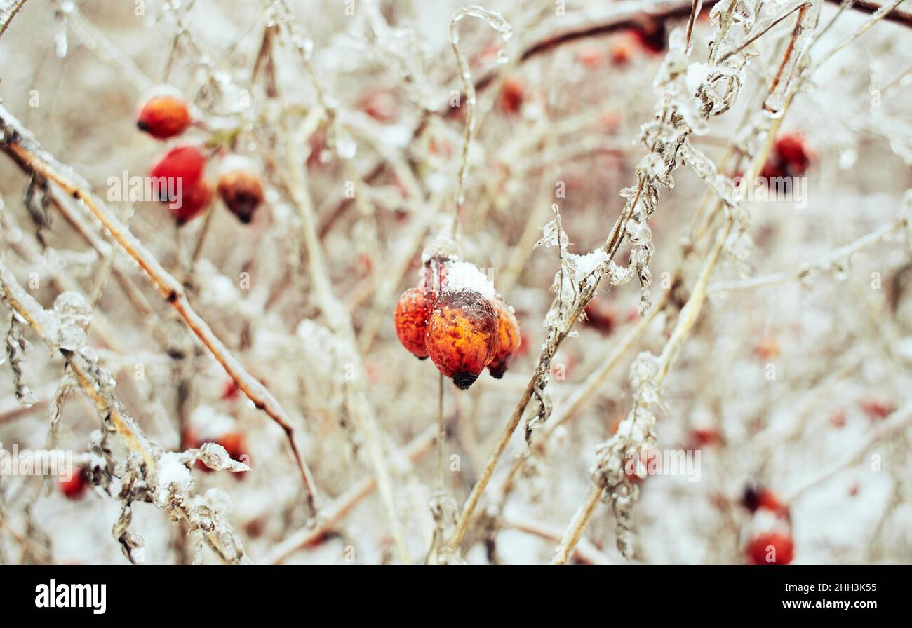 Branches of a deciduous grass, bushes covered with ice crust after freezing rain, fragment, background Stock Photo