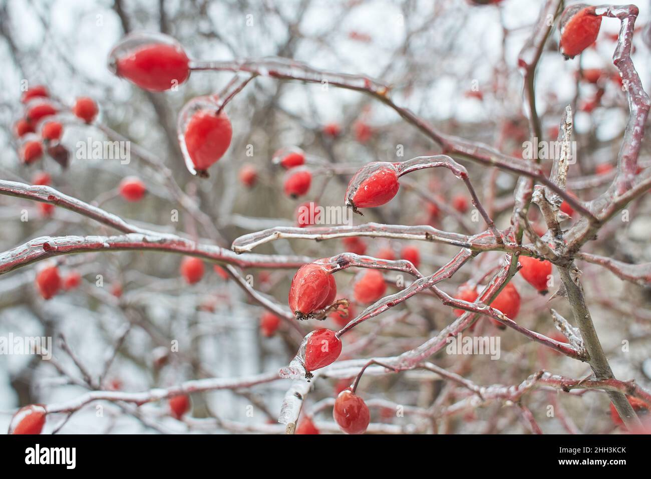 Branches of a deciduous grass, bushes covered with ice crust after freezing rain, fragment, background Stock Photo