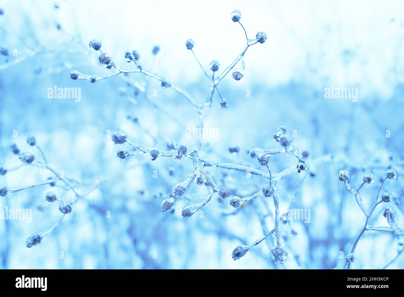 Branches of a deciduous grass, bushes covered with ice crust after freezing rain, fragment, background Stock Photo