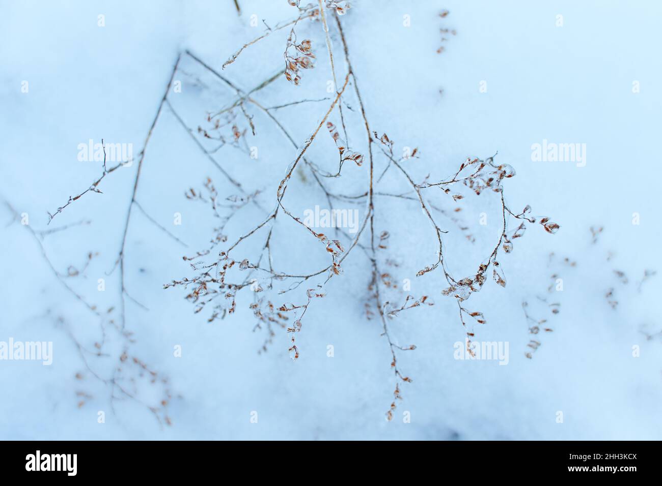 Branches of a deciduous grass, bushes covered with ice crust after freezing rain, fragment, background Stock Photo