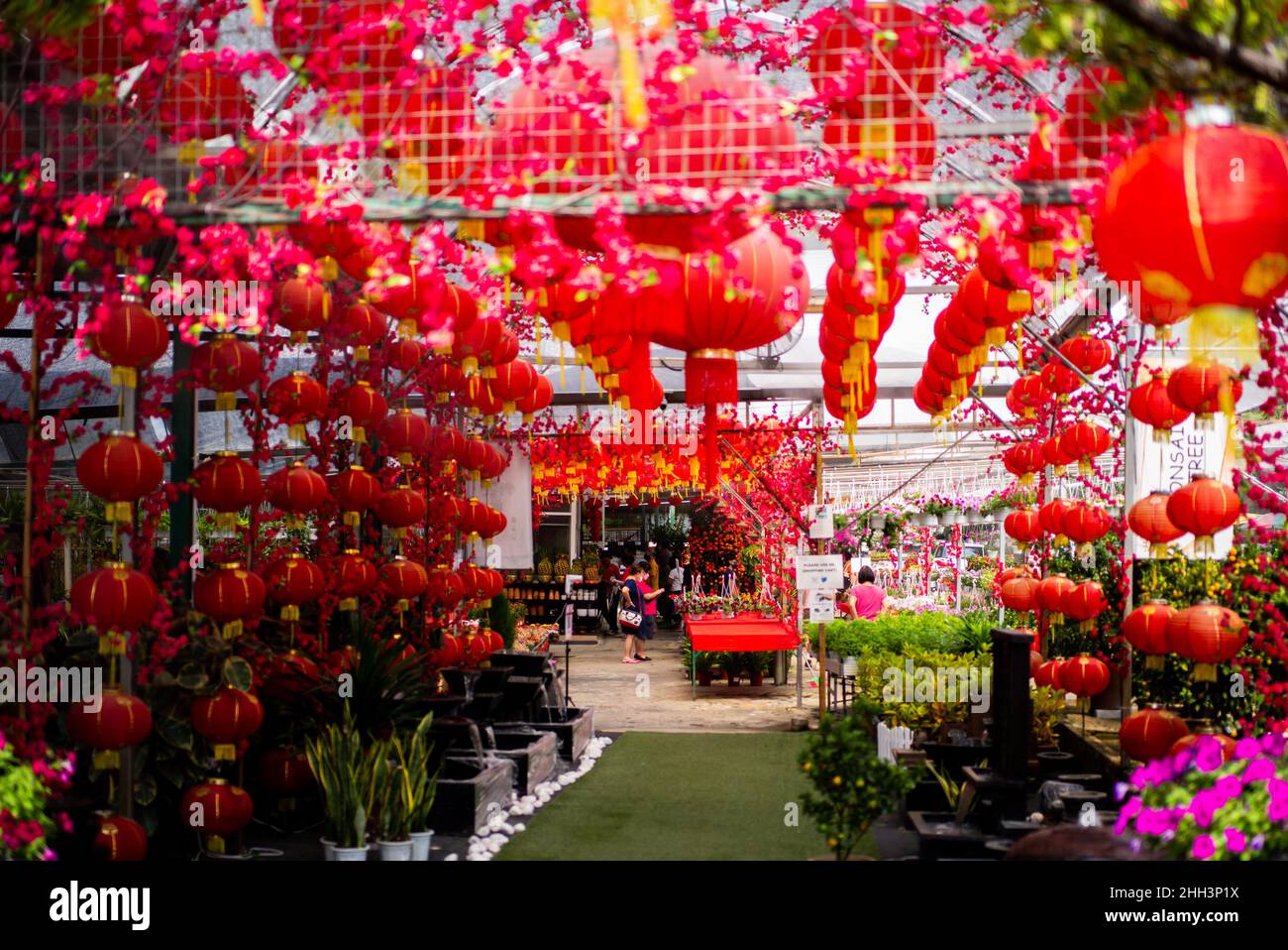 Kuala Lumpur, Malaysia. 23rd Jan, 2022. People buy plants for Chinese
