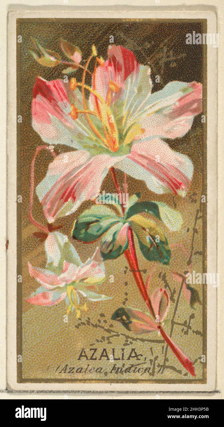 Azalia (Azalea Indica), from the Flowers series for Old Judge Cigarettes 1890 Issued by Goodwin & Company The 'Flowers' series of trading cards (N164) was issued by Goodwin & Company in 1890 to promote Old Judge Cigarettes. The Metropolitan Museum of Art owns all 50 cards in the series.. Azalia (Azalea Indica), from the Flowers series for Old Judge Cigarettes  400560 Stock Photo