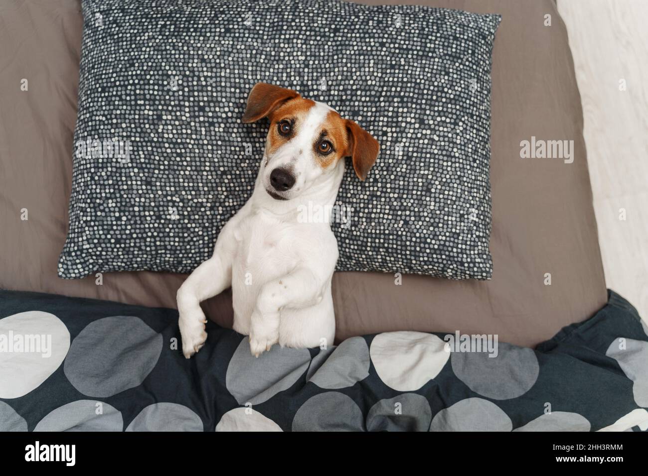 Jack russell terrier dog sleeping on a bed in a bedroom. Stock Photo