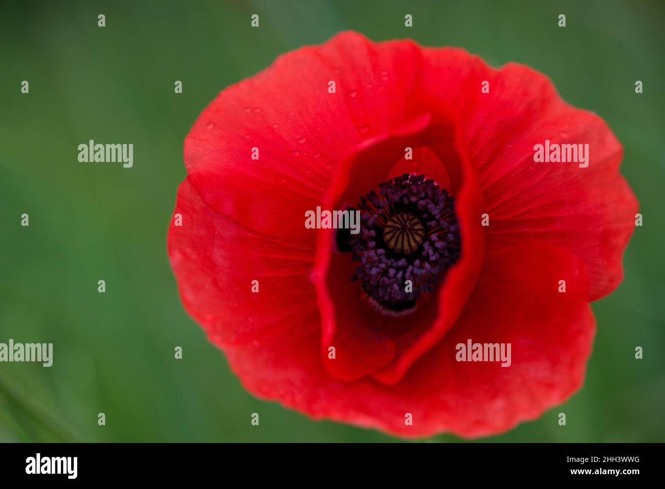 Flowers Red poppies blossom on wild field. Beautiful field red poppies with selective focus. soft light. Natural drugs. Glade of red poppies. Lonely p Stock Photo