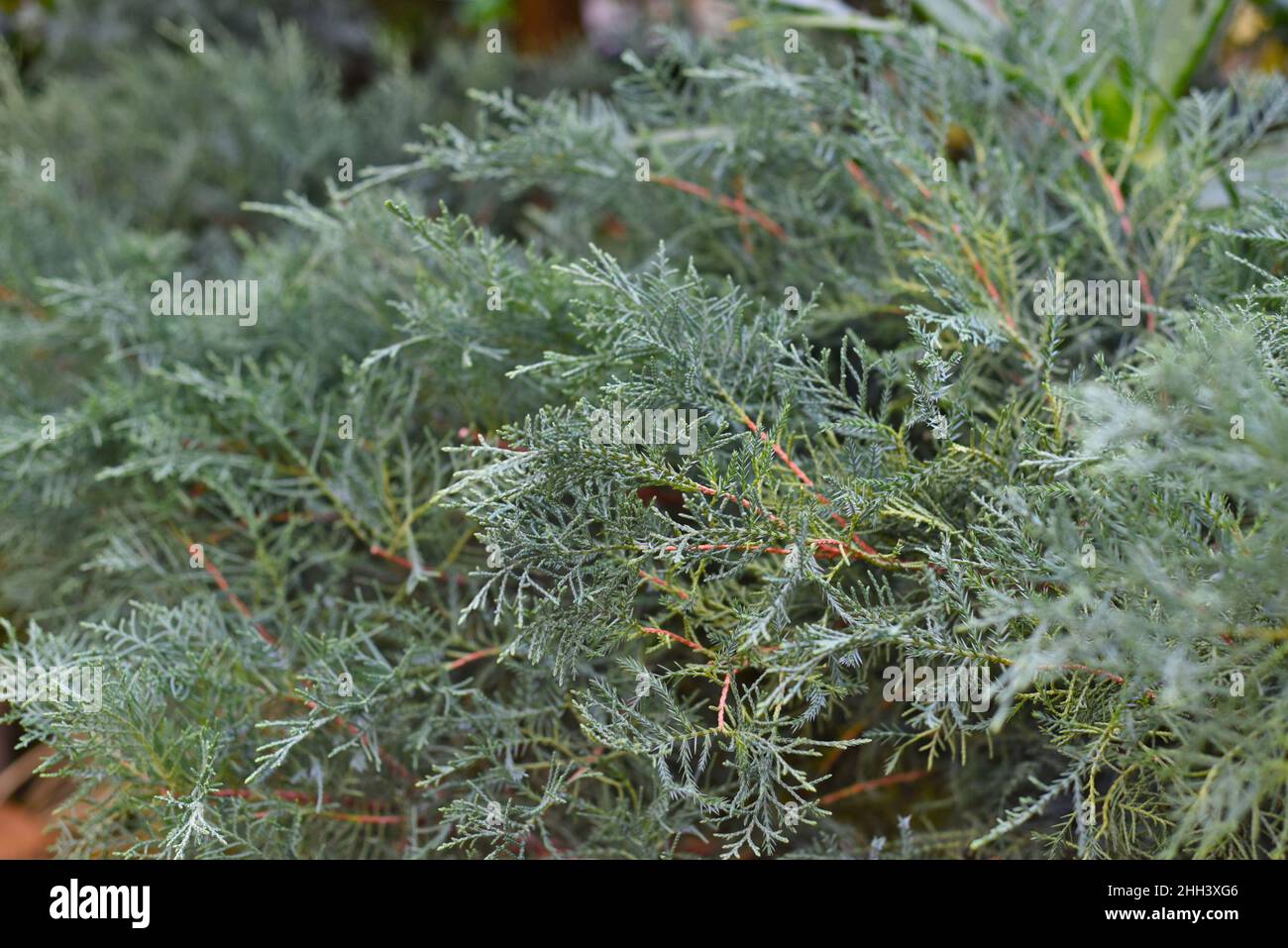 Juniperus media Pfitzeriana evergreen plant close up Stock Photo
