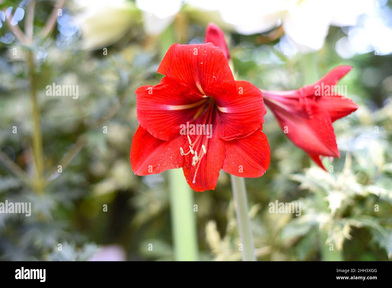 Red Hippeastrum Alfresco flower on green background Stock Photo