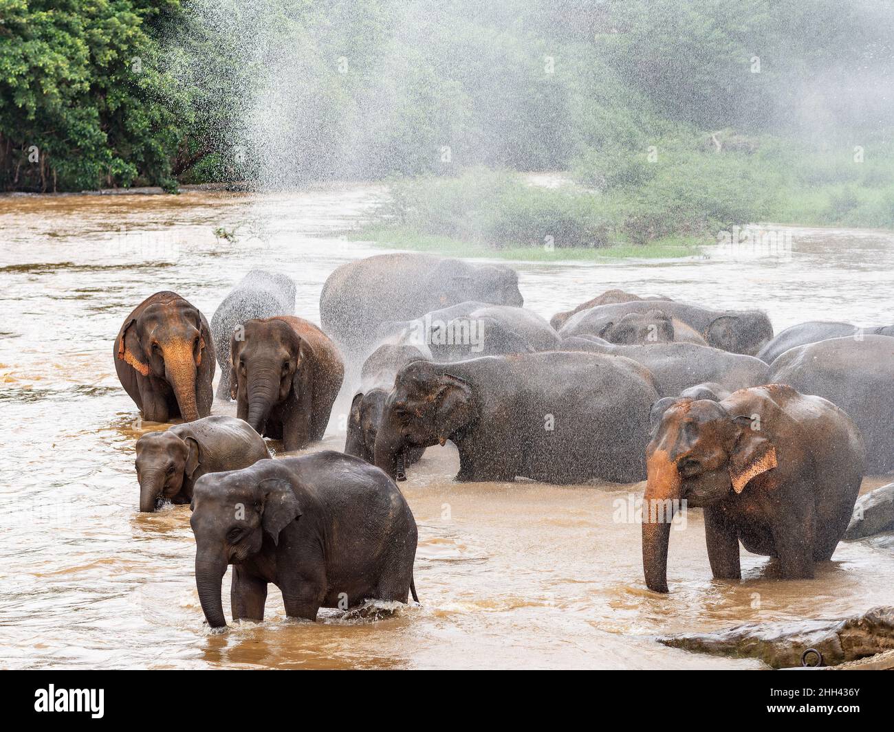 Elephants getting a shower at Maha Oya River in Pinnawala, Sri Lanka Stock Photo