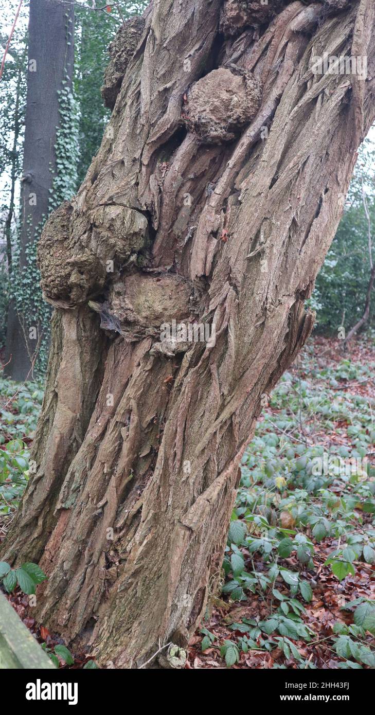 Knarled tree trunk Stock Photo