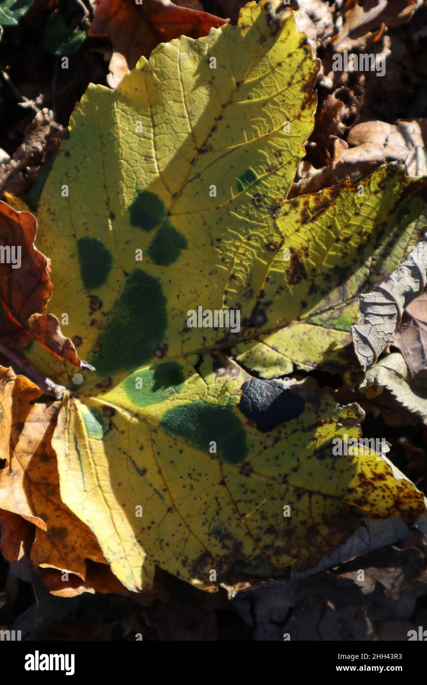 Sycamore leaves on ground hi-res stock photography and images - Alamy