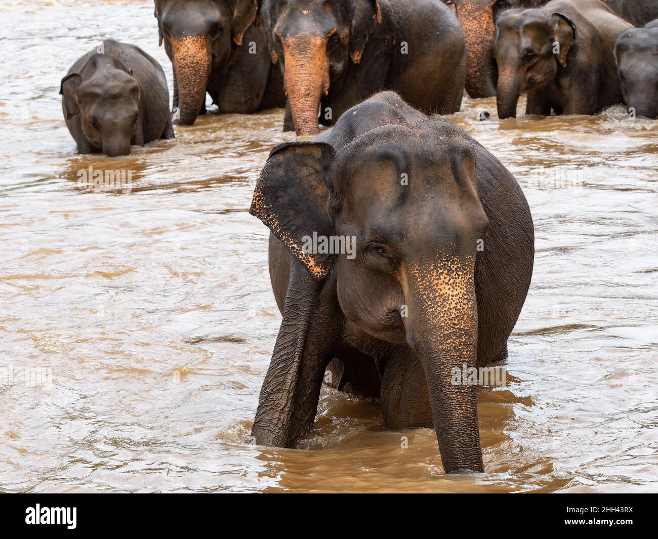 Elephants taking a bath at Maha Oya River in Pinnawala, Sri Lanka Stock Photo