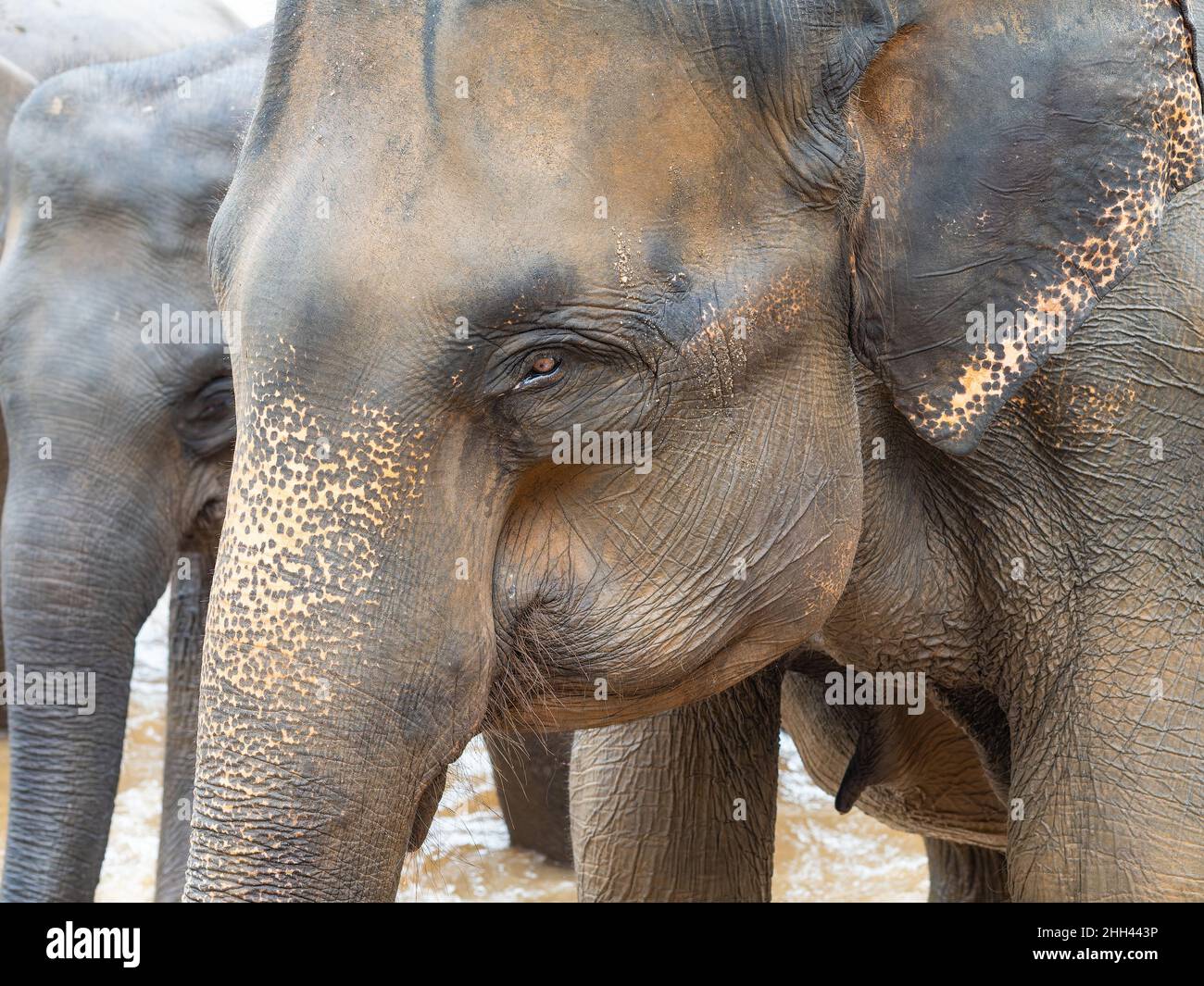 Heads of elephants taking a bath at Maha Oya River in Pinnawala, Sri Lanka Stock Photo