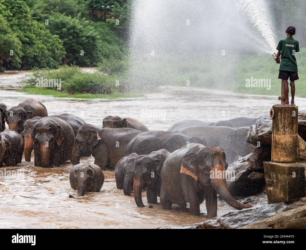 Elephants getting a shower at Maha Oya River in Pinnawala, Sri Lanka Stock Photo