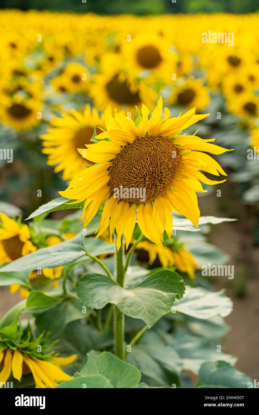 Sunflowers, field of sunflower in bloom sunflower field Stock Photo - Alamy