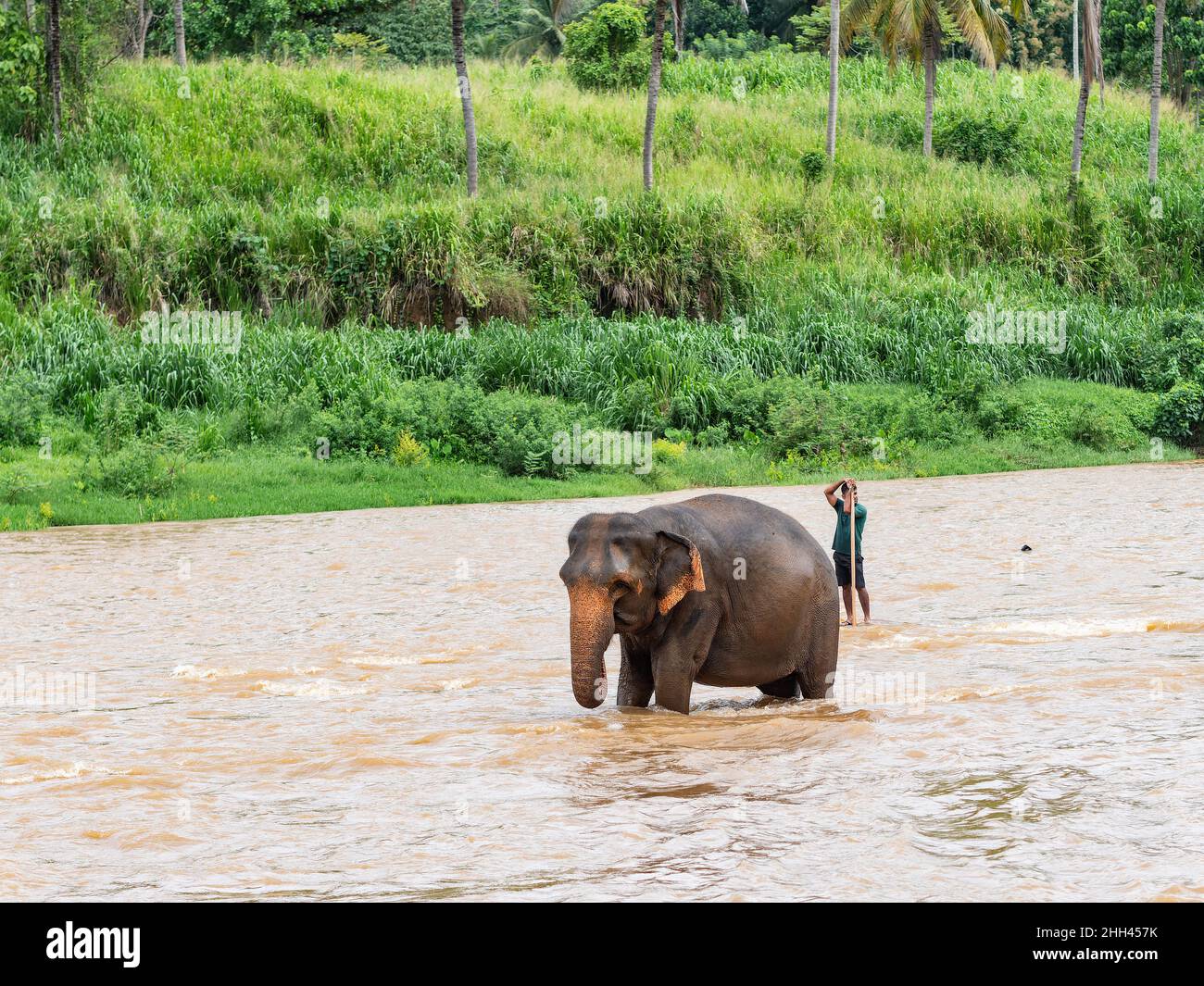 Elephant taking a bath at Maha Oya River in Pinnawala, Sri Lanka Stock Photo