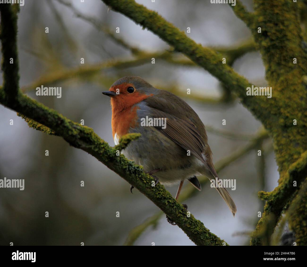 Robin redbreast Erithacus rubecula on branch in winter Yorkshire UK Stock Photo