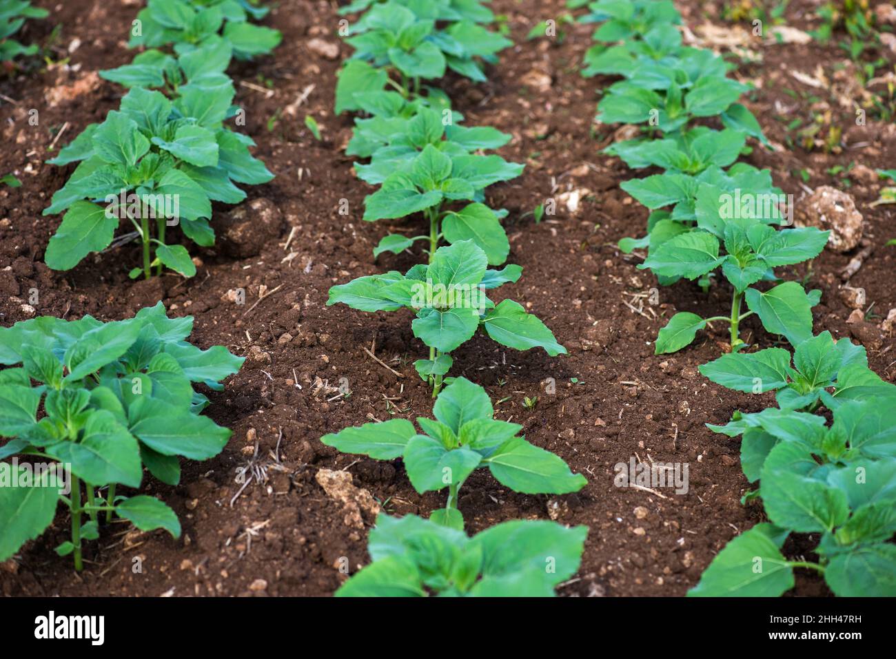 Young sunflower plants hires stock photography and images Alamy