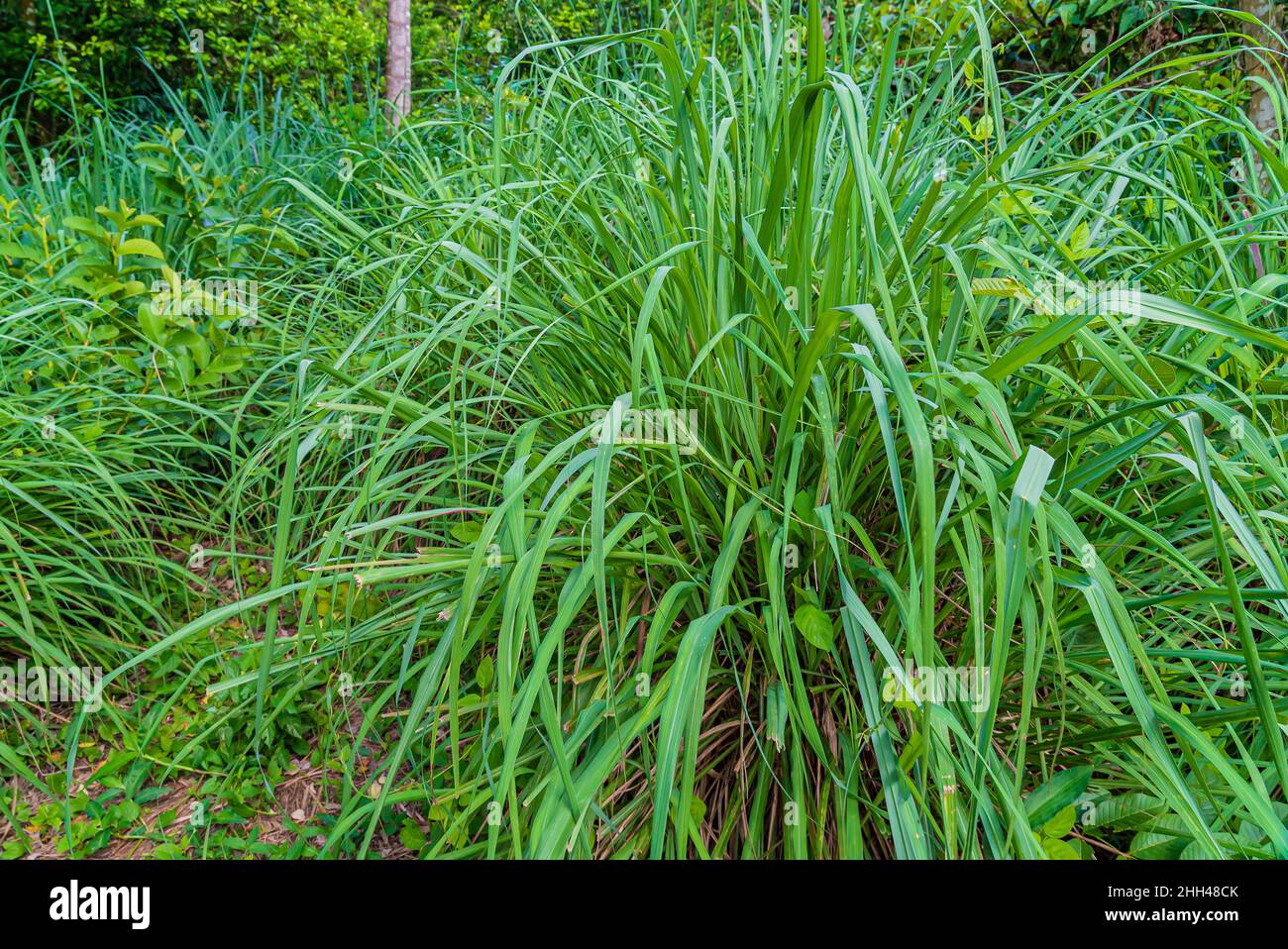 Lemongrass bush, Cymbopogon, grow on a farm in Zanzibar, Tanzania Stock Photo