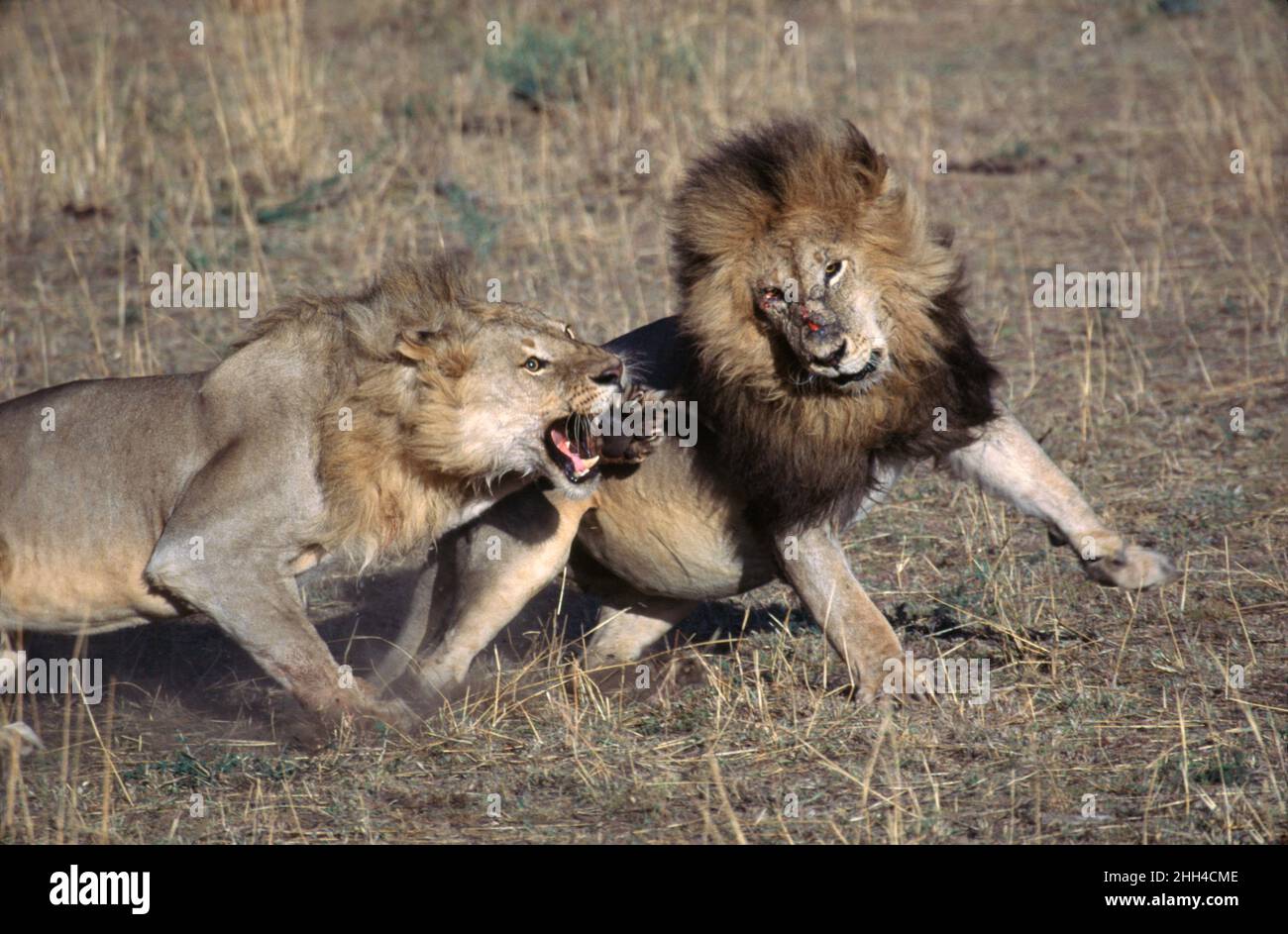 Two male African lions (Panthera leo) fighting over food  in Maasi Mara National Reserve, Kenya Stock Photo