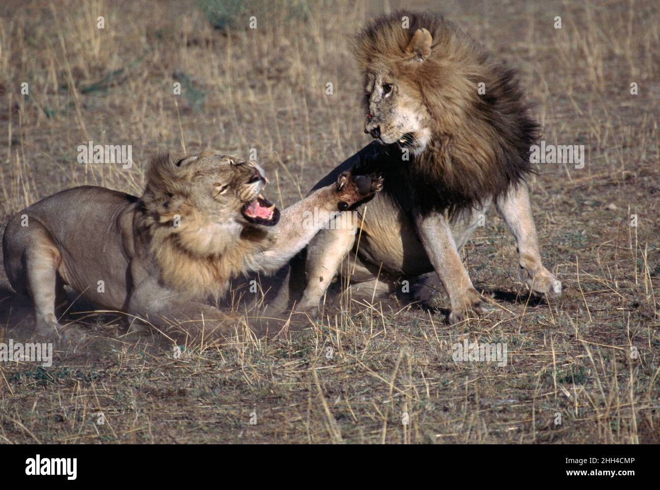 Two male African lions (Panthera leo) fighting over food  in Maasi Mara National Reserve, Kenya Stock Photo