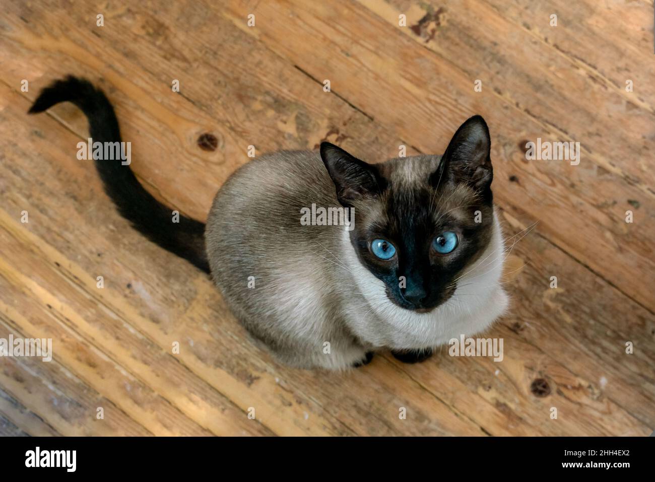 Close up portrait of Siamese cat with blue eyes looking upwards while sitting on wooden floor. High angle shot Stock Photo