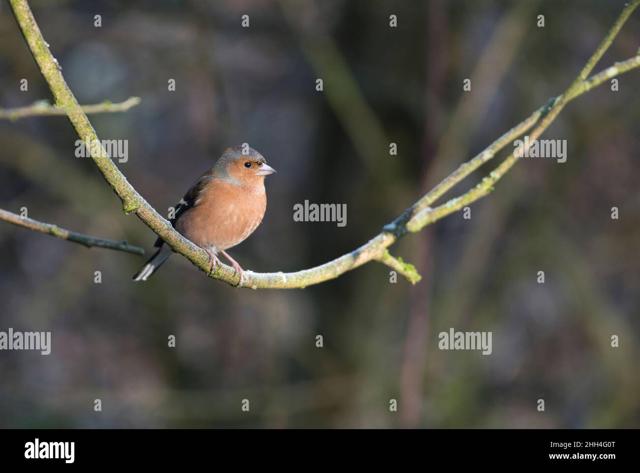 Male chaffinch (Fringilla coelebs) in subdued winter colours Stock Photo