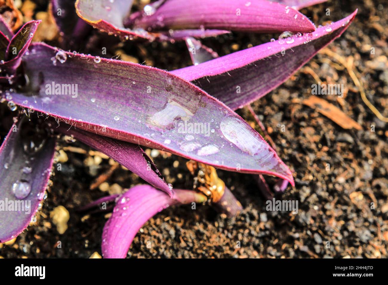 Tradescantia purpurea texture in the garden under the sun Stock Photo