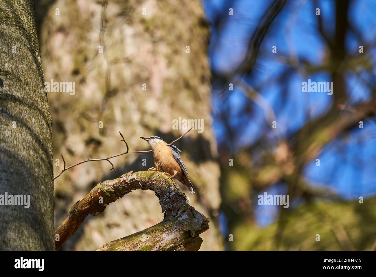 The Eurasian nuthatch or wood nuthatch, Sitta europae, is a small passerine bird short tailed bird with a long bill, blue grey upperparts and a black Stock Photo